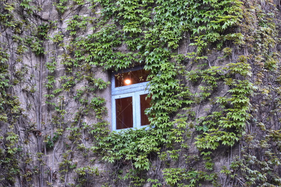 Ivy growth around the window