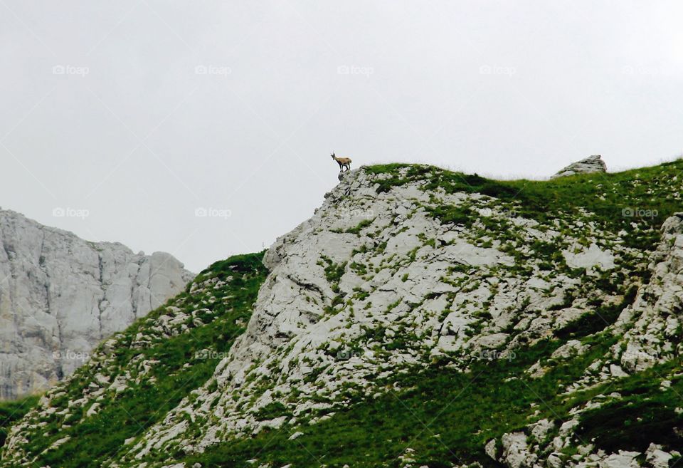 Chamois in the mountain . This photo was taken on August 4, 2014 in the mountain Col de la Cocombiere