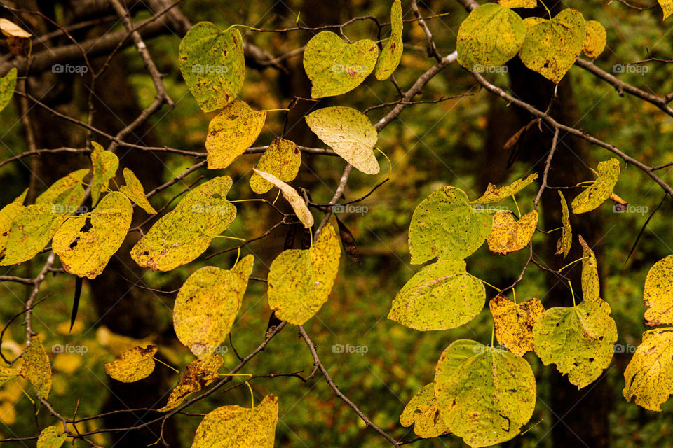 yellow leaves