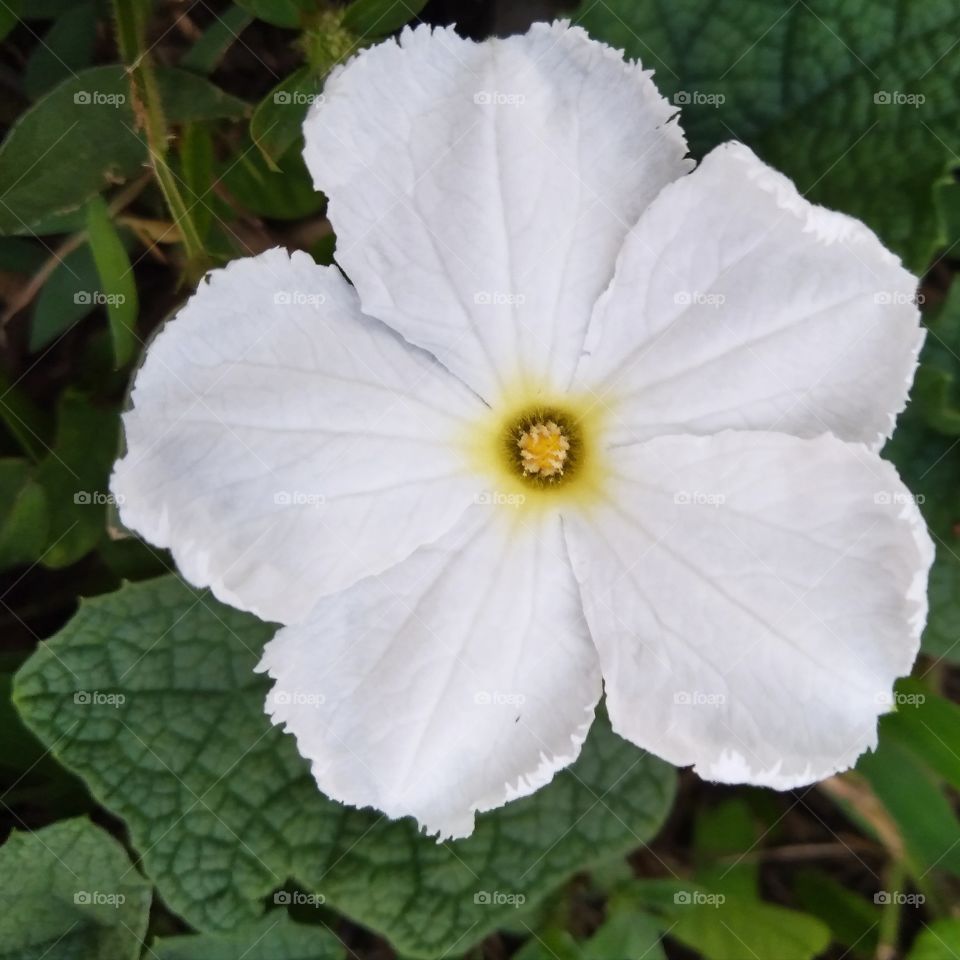 A white flower.