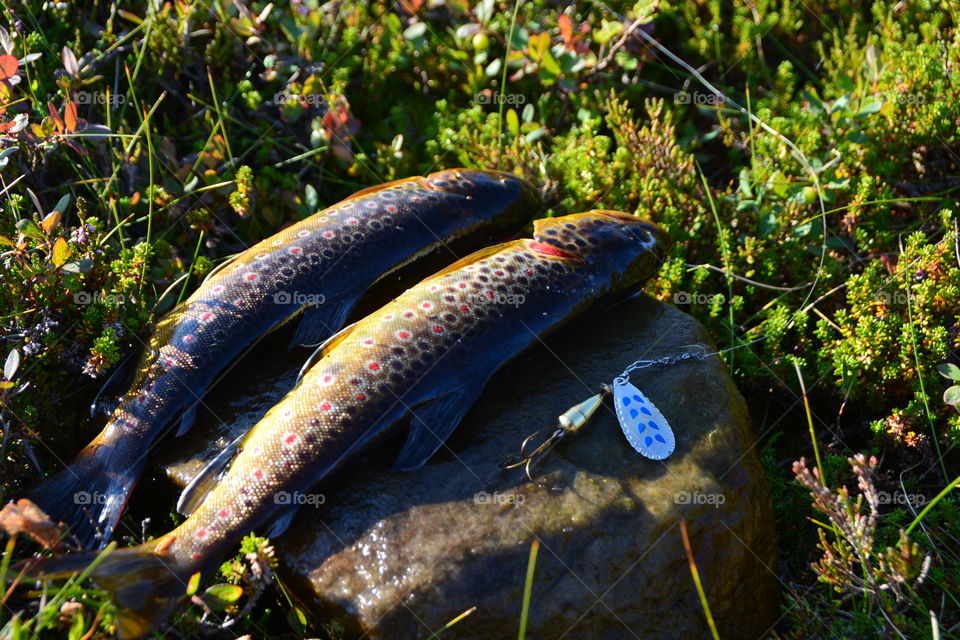 Breakfast on the wildernes. Fishing in Norway