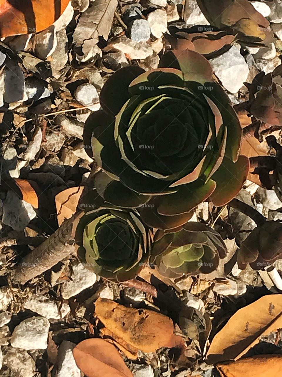 Fall succulent in the desert