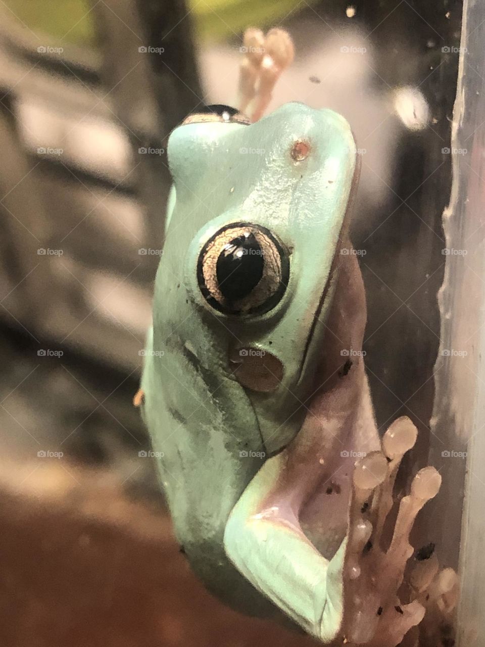 White tree frogs beautiful eyes