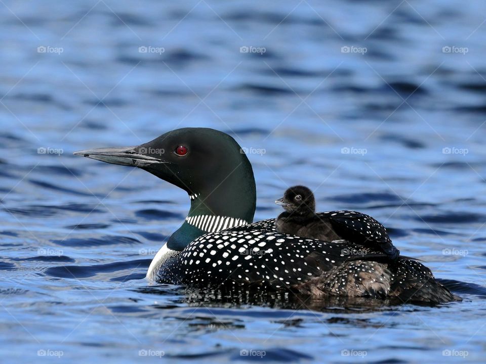 common loon with baby