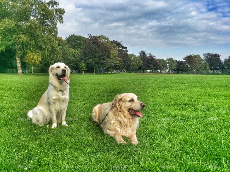 Grass, Dog, Pet, Animal, Mammal