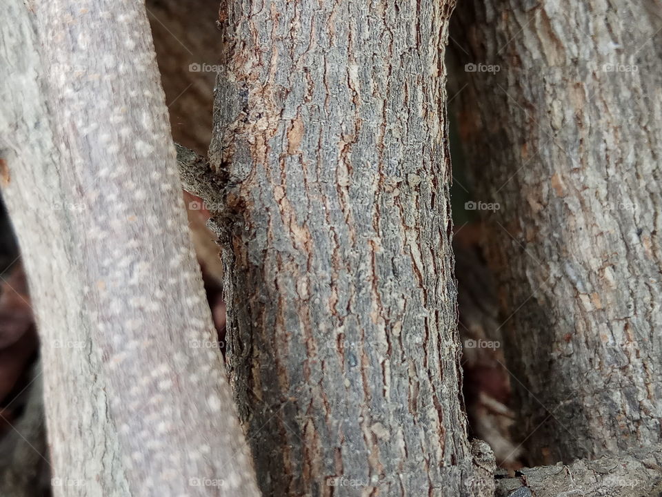 Wood, Tree, No Person, Nature, Bark