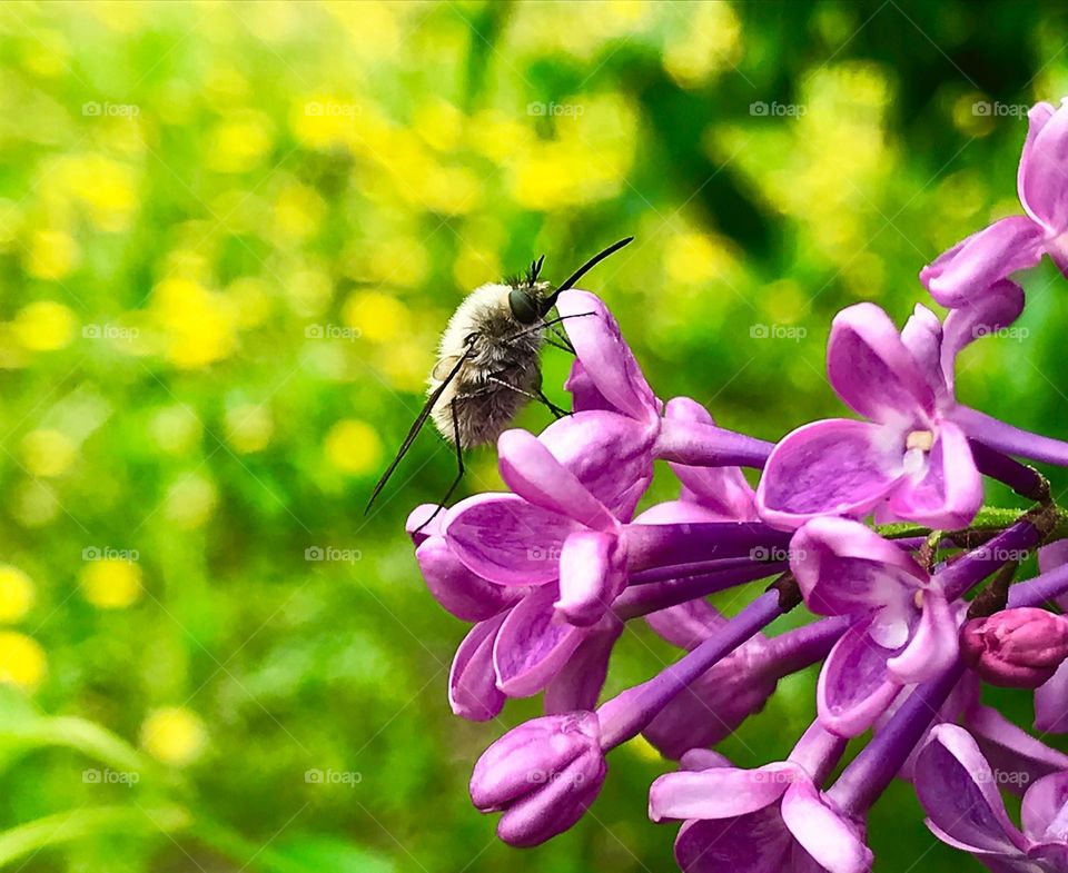 Spring nature 