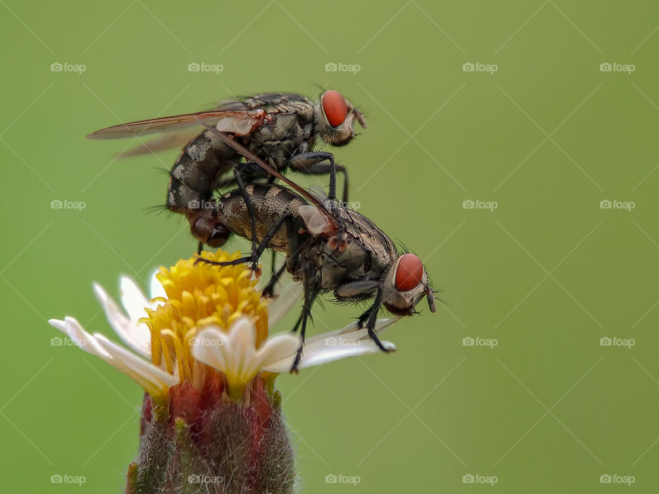 mating flies on top of flower