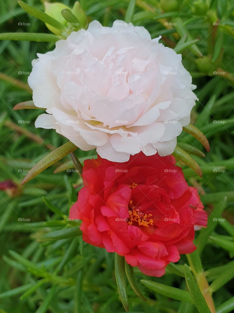 the portulaca grandiflora