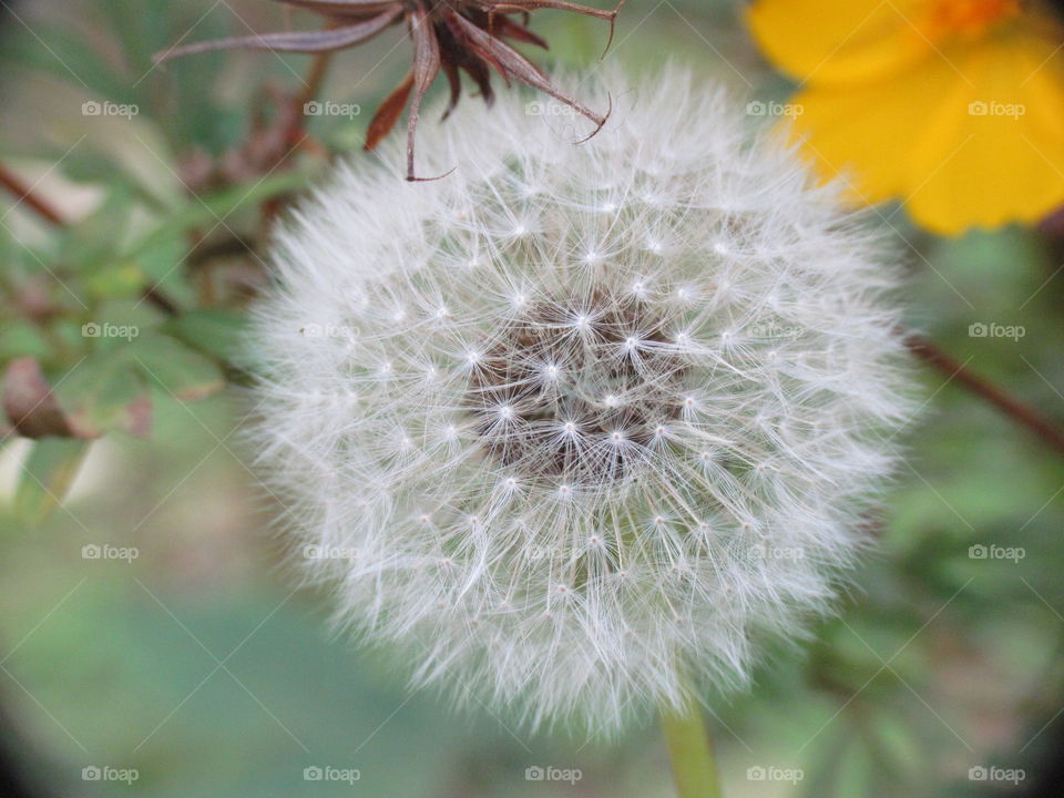 Dandelion 