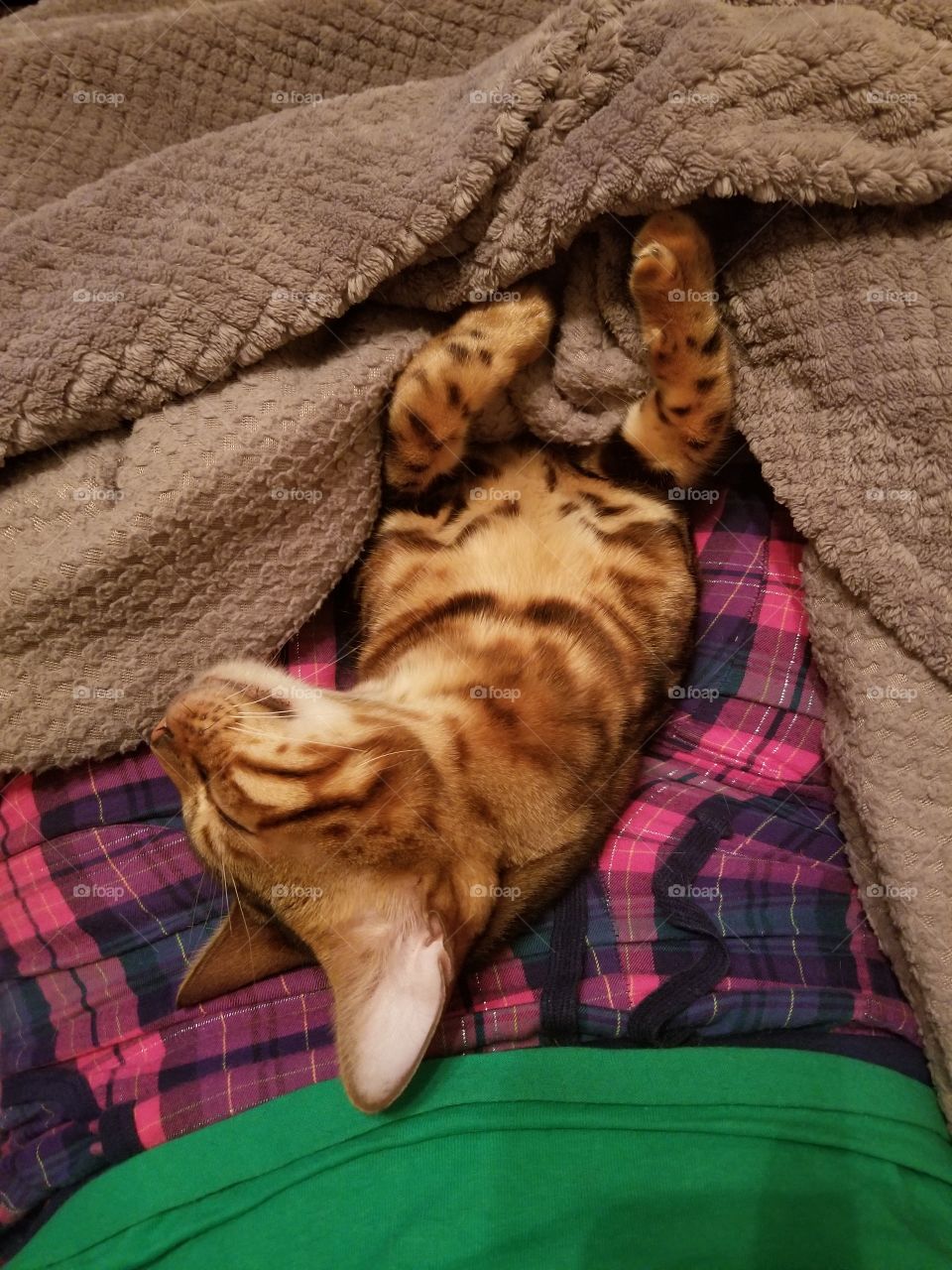 Bengal cat asleep in owners lap. tucked in like a baby all warm and cozy.
