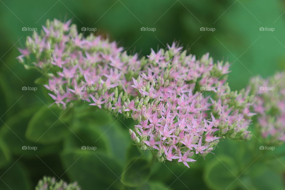 Pink beautiful flowers 