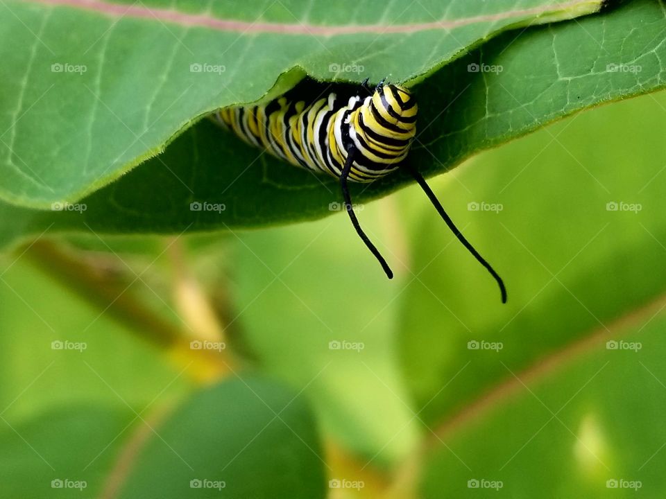 hungry monarch caterpillar