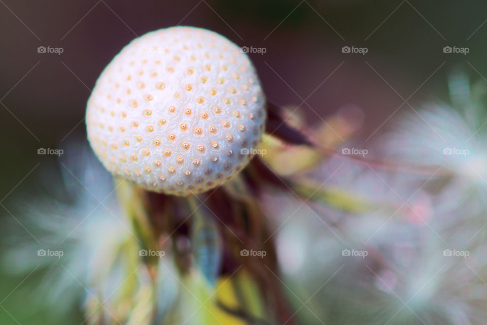 Empty dandelion macro photography