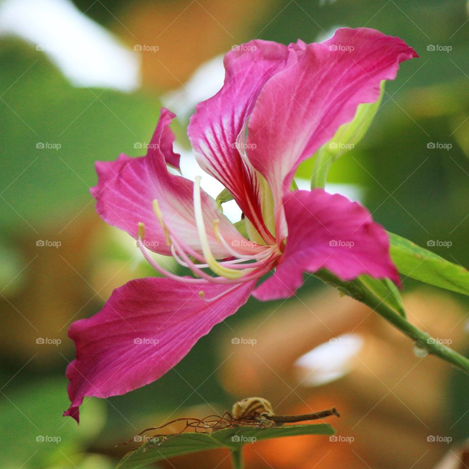 Lily on display 