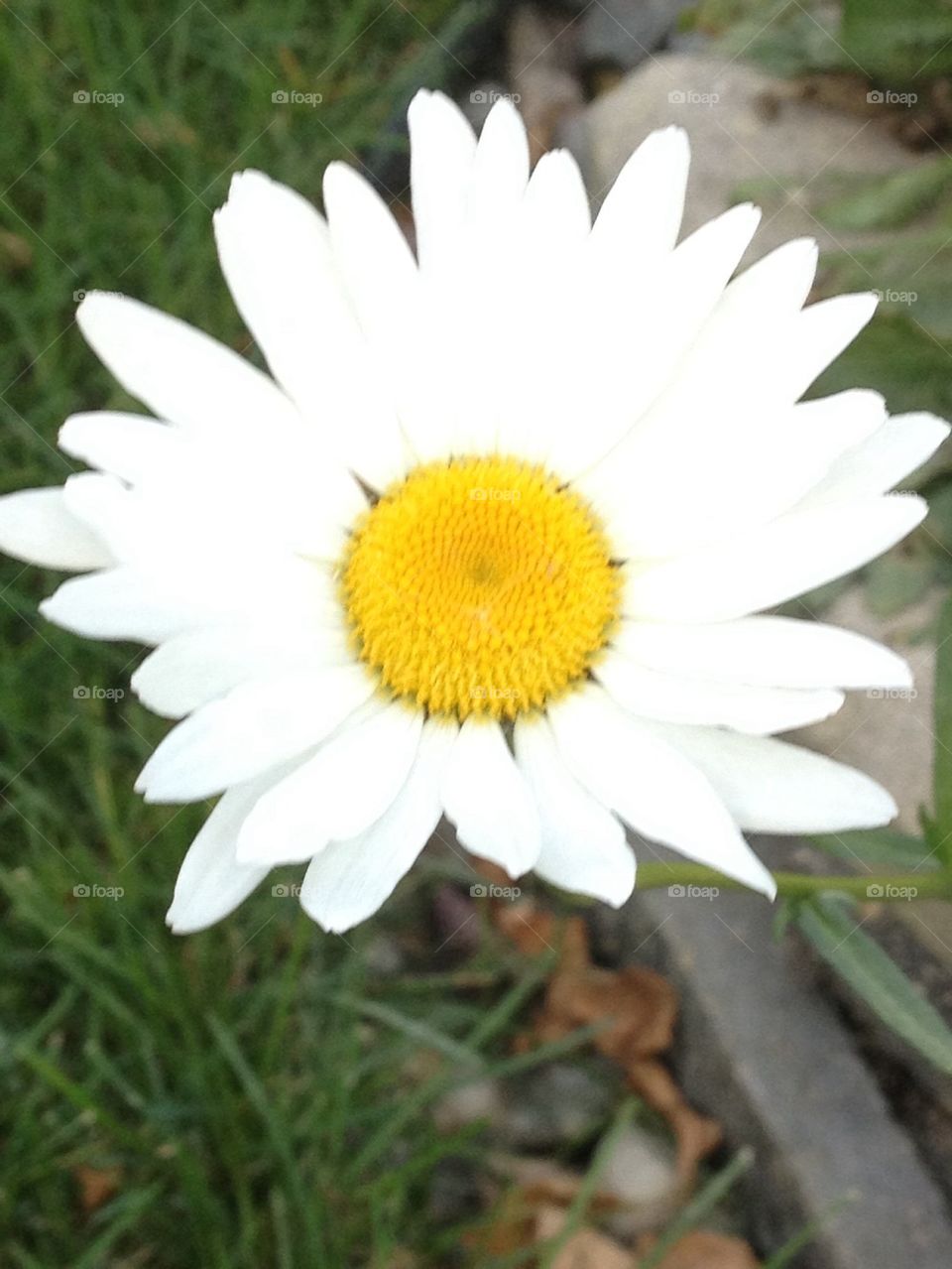 Fall daisy
