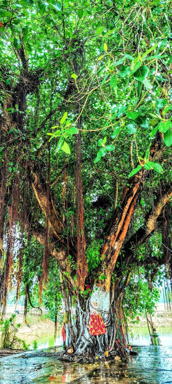 old 🌲