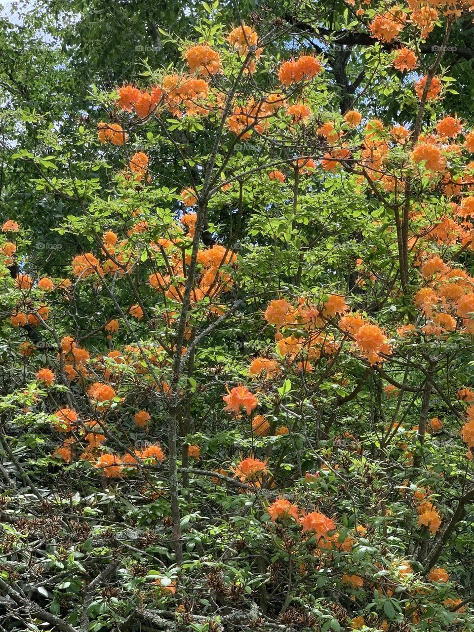 Gorgeous flame azalea 