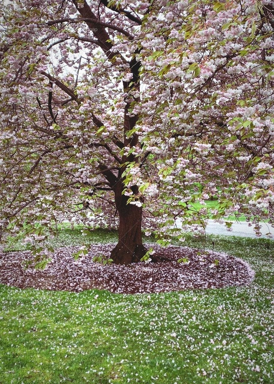 Tree forming a pink carpet