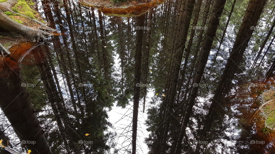 Forest reflections in the autumn 