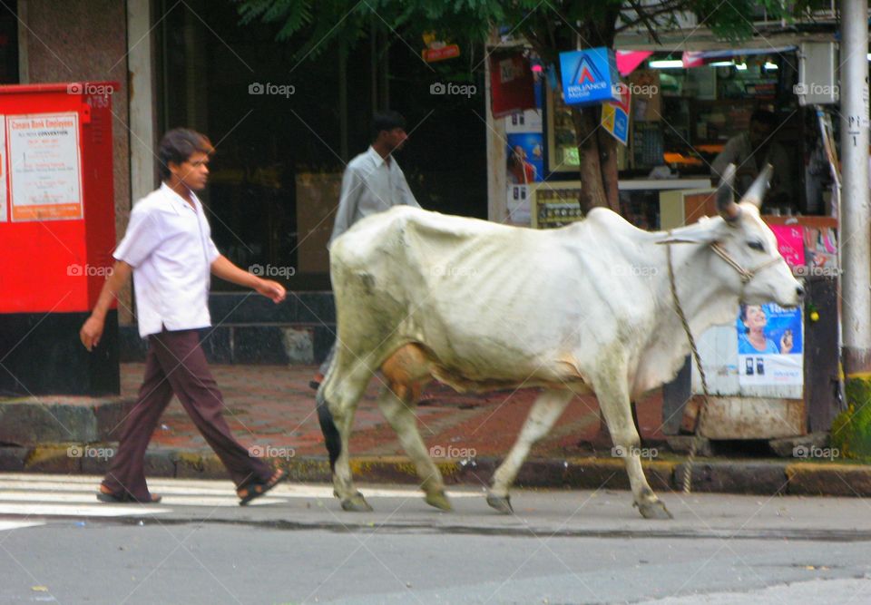 Where cows are sacred but decayed. In the streets of Mumbai, India