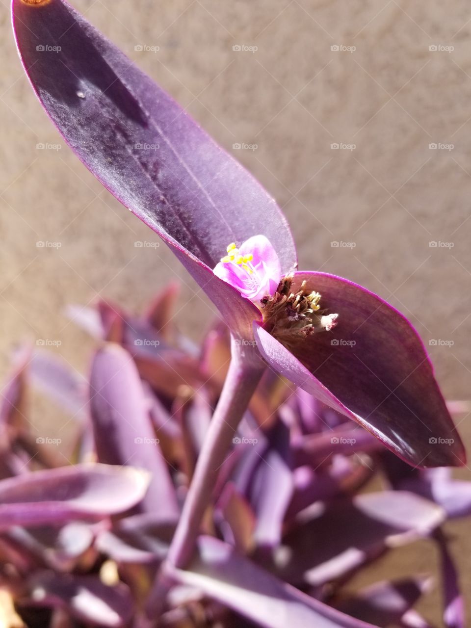 Purple color plant with small delicate flower. Blooms all year long.