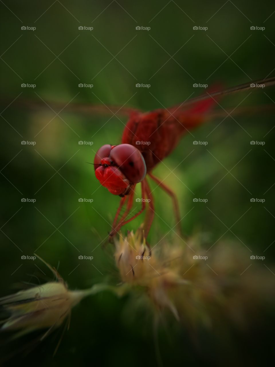 Scarlett Dragonfly