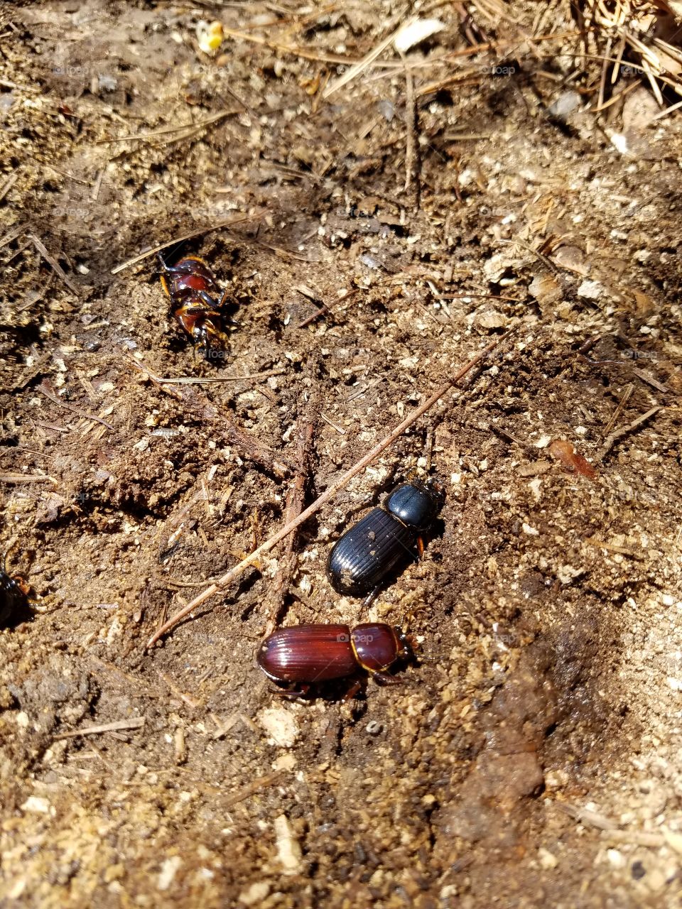 Patten Leather (passalidae) beetles.