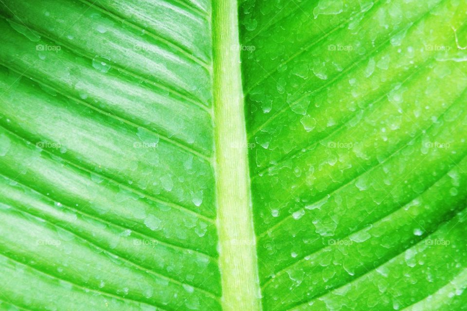 green leaf background