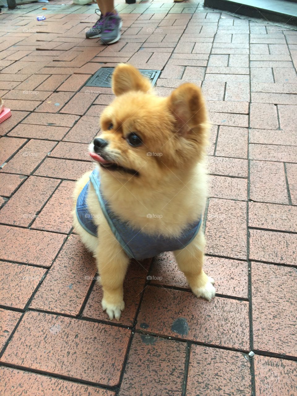 Cute dog Hong Kong 