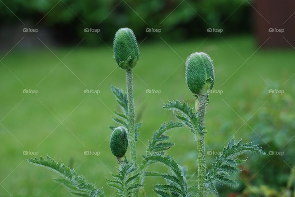 Close-up of poppy bud