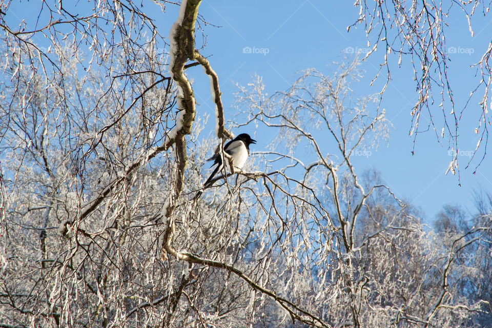 Magpie bird sitting on a snowy tree branch in the forest , beautiful winter day - skata fågel sitter på trädgren full med snö en vacker vinterdag i skogen