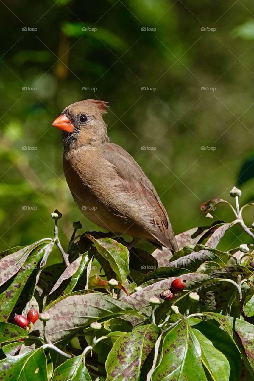 Female Cardinal Perched