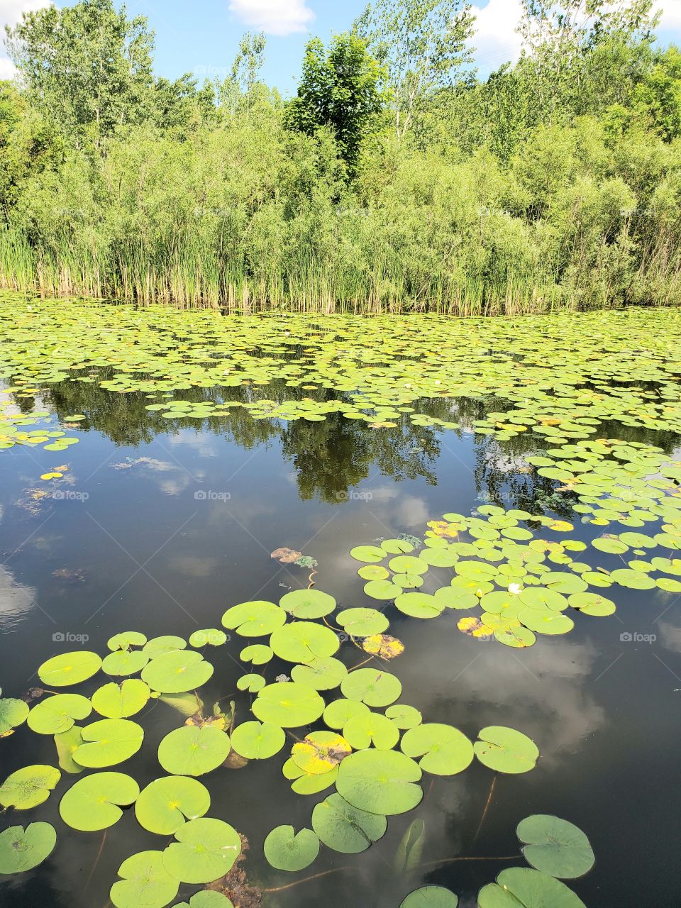 wild lily:shapes of nature