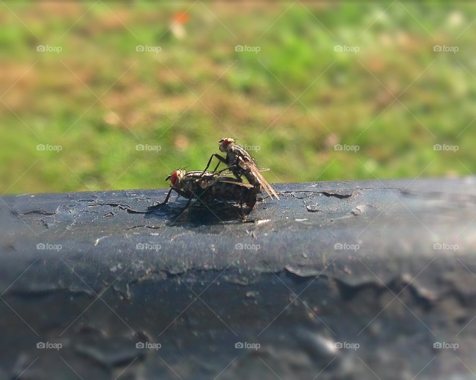Flies having sex 
