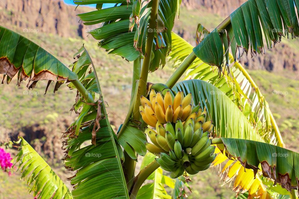 Bunch of bananas growing on the banana tree in Gran Canaria, Spain