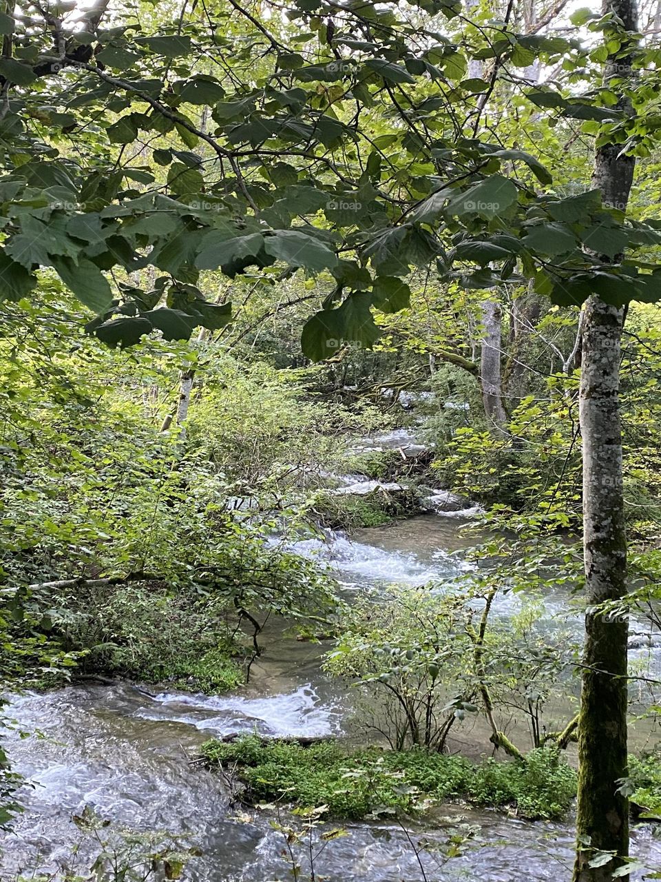 River in the middle of the forest 