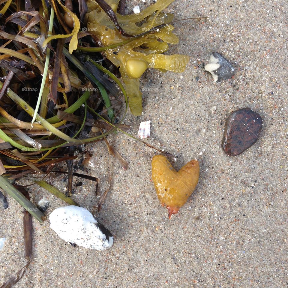 Love of nature. Beach findings in Germany