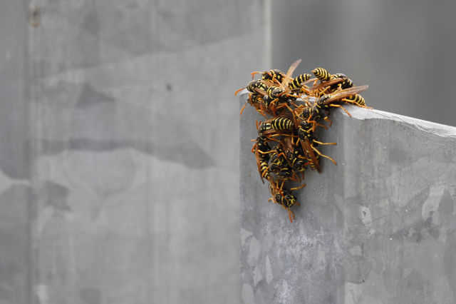 Group of European paper wasps on metal pole - getingar samlade på metall stolpe 