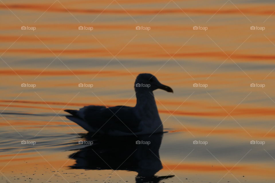 Closeup of ocean waves with orange lining from the reflection of sunrise and silhouette of a duck who happened to pass by at this beautiful moment 