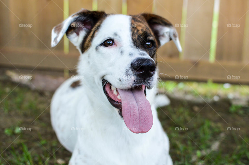 Mixed breed puppy laying in the grass with his tongue hanging out