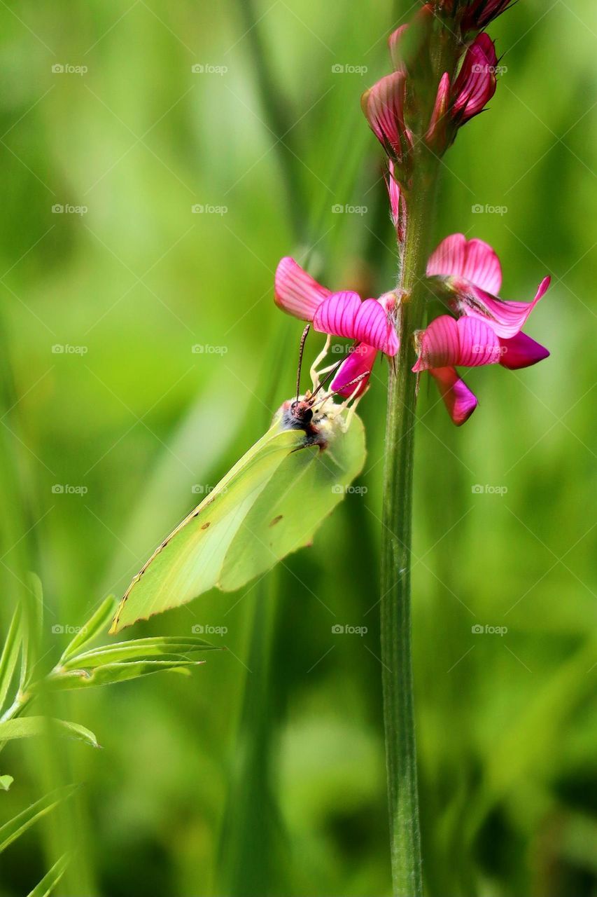 butterfly nad wildlife