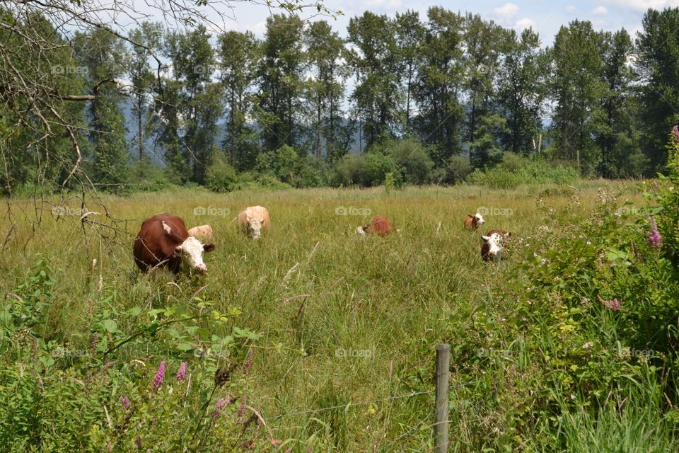 Cows in pasture. Jersey cows in pasture Meadow