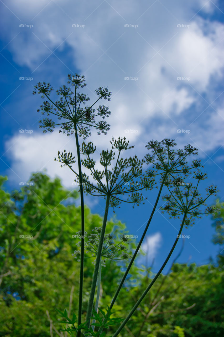 Cow parsley from below
