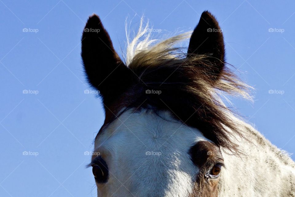 Low-angle closeup of a horse’s eyes, ears and forelock in the breeze against a clear blue sky