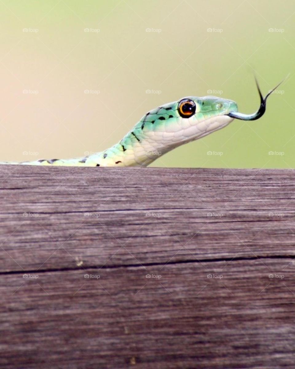 A close up of a snake hissing 