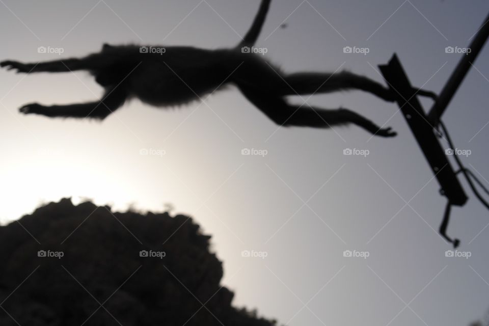 Grey Langur in mid air . Grey Langur in mid air 