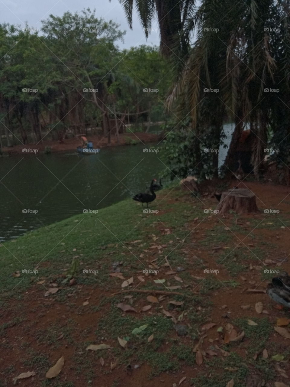 O passeio das aves!
