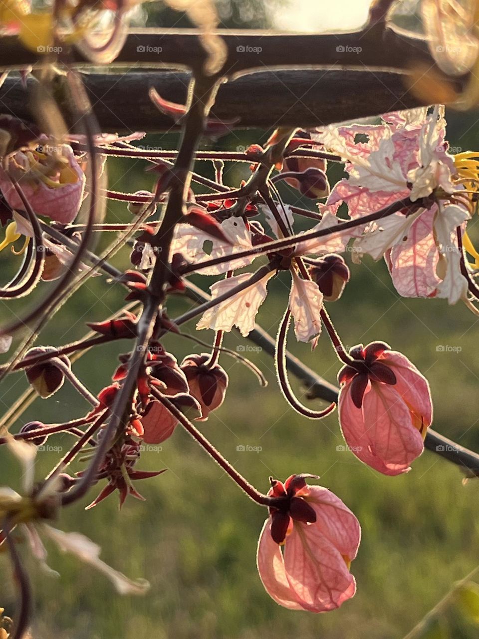 Battle: Winter vs. Spring.