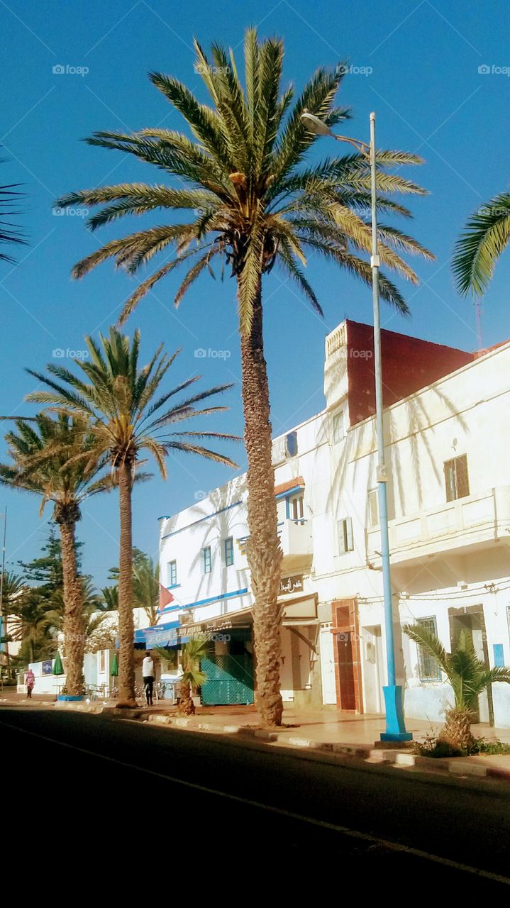 Palm trees in a street in Ifni,South o Morocco